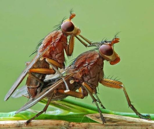 Microscopic Macro Pictures of Insects