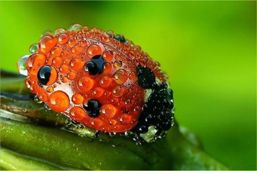 Microscopic Macro Pictures of Insects