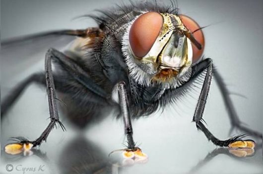 Microscopic Macro Pictures of Insects