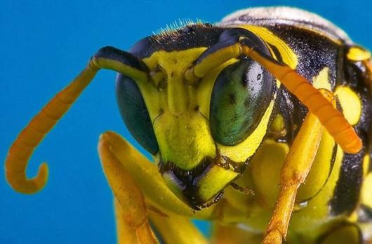 Microscopic Macro Pictures of Insects