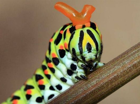 Microscopic Macro Pictures of Insects