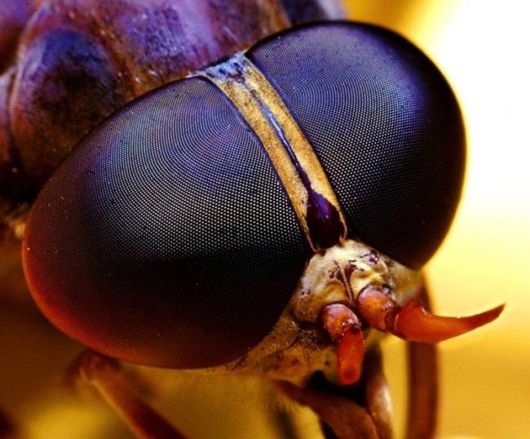 Microscopic Macro Pictures of Insects