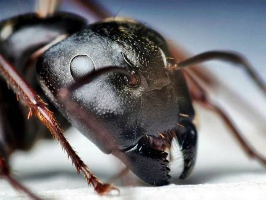 Microscopic Macro Pictures of Insects