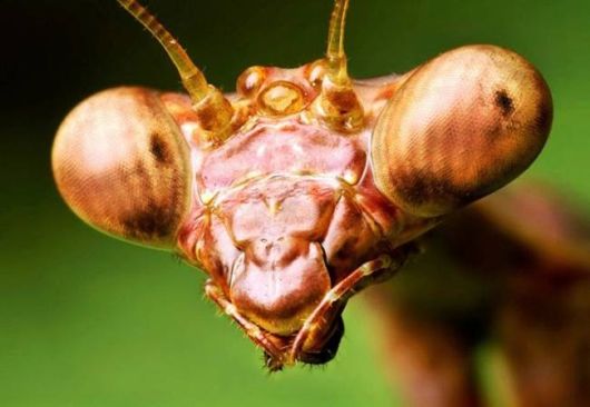 Microscopic Macro Pictures of Insects
