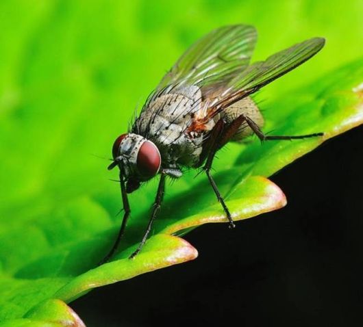 Microscopic Macro Pictures of Insects