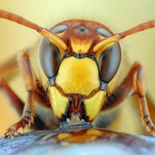 Microscopic Macro Pictures of Insects