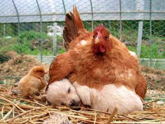 Mothers Love For Foster Babies