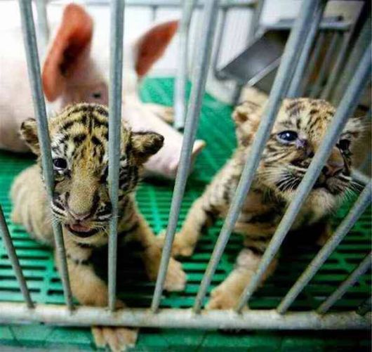 Mothers Love For Foster Babies