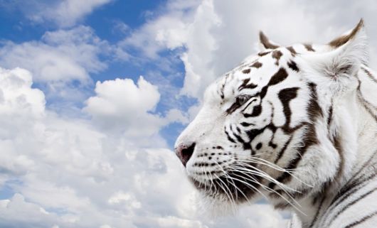 Beautiful Rare White Tigers