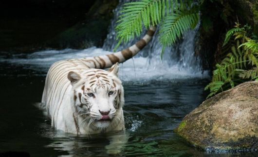 Beautiful Rare White Tigers