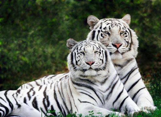 Beautiful Rare White Tigers
