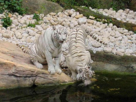 Beautiful Rare White Tigers