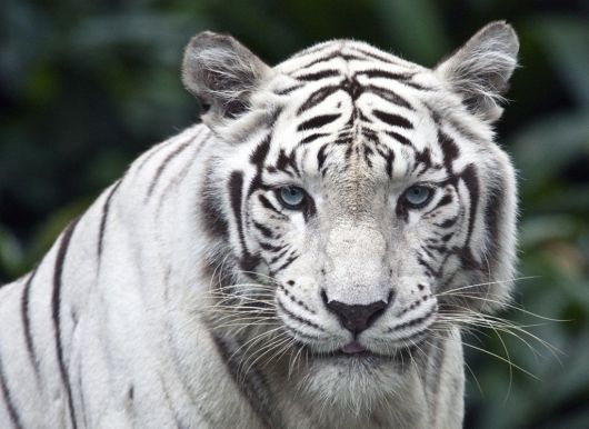 Beautiful Rare White Tigers