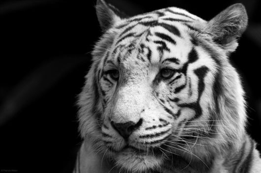 Beautiful Rare White Tigers