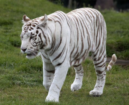 Beautiful Rare White Tigers