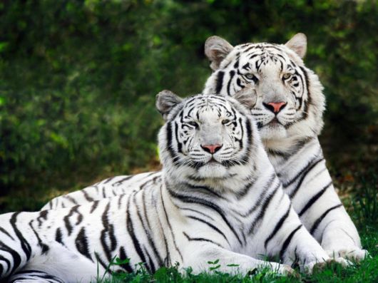 Beautiful Rare White Tigers