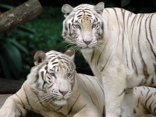 Beautiful Rare White Tigers
