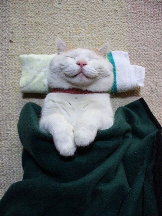 Smiliest Cats On The Internet