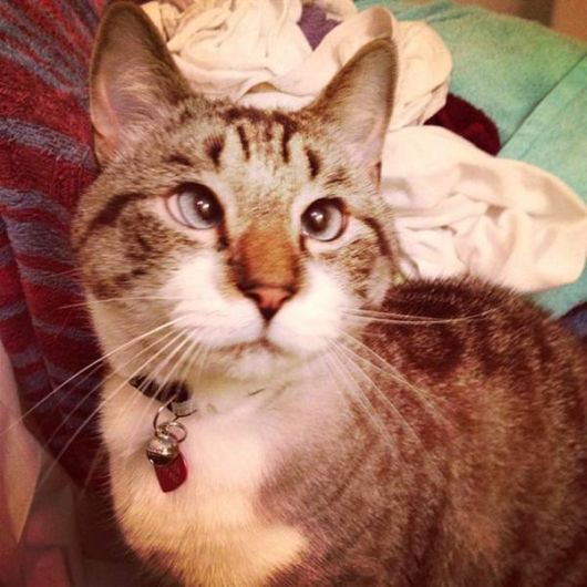 Spangles - A Cross Eyes Cute Cat