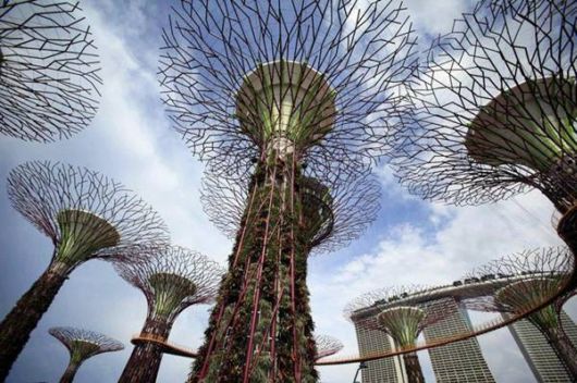 Stunning Super Forest In Singapore