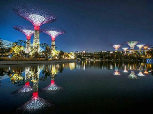 Stunning Super Forest In Singapore